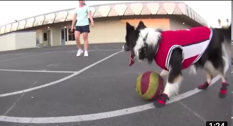 My dog playing better basketball ! Than you..