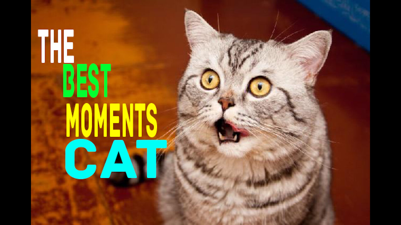 😂😂THE BEST MOMENTS OF FUNNY CATS 😂😂