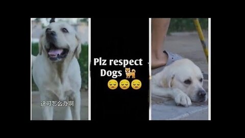 DOG SAVE BLIND MAN LIFE 😚😚😗