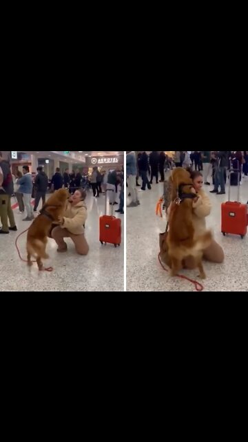 Pup Ecstatic To Be Reunited With Owner After 3 Months Apart