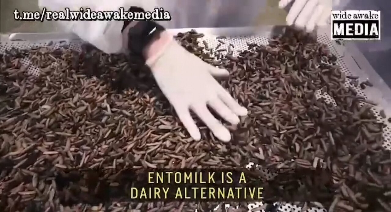 "YOU WILL EAT ZE BUGS"