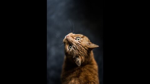 Funny animals compilation #4.