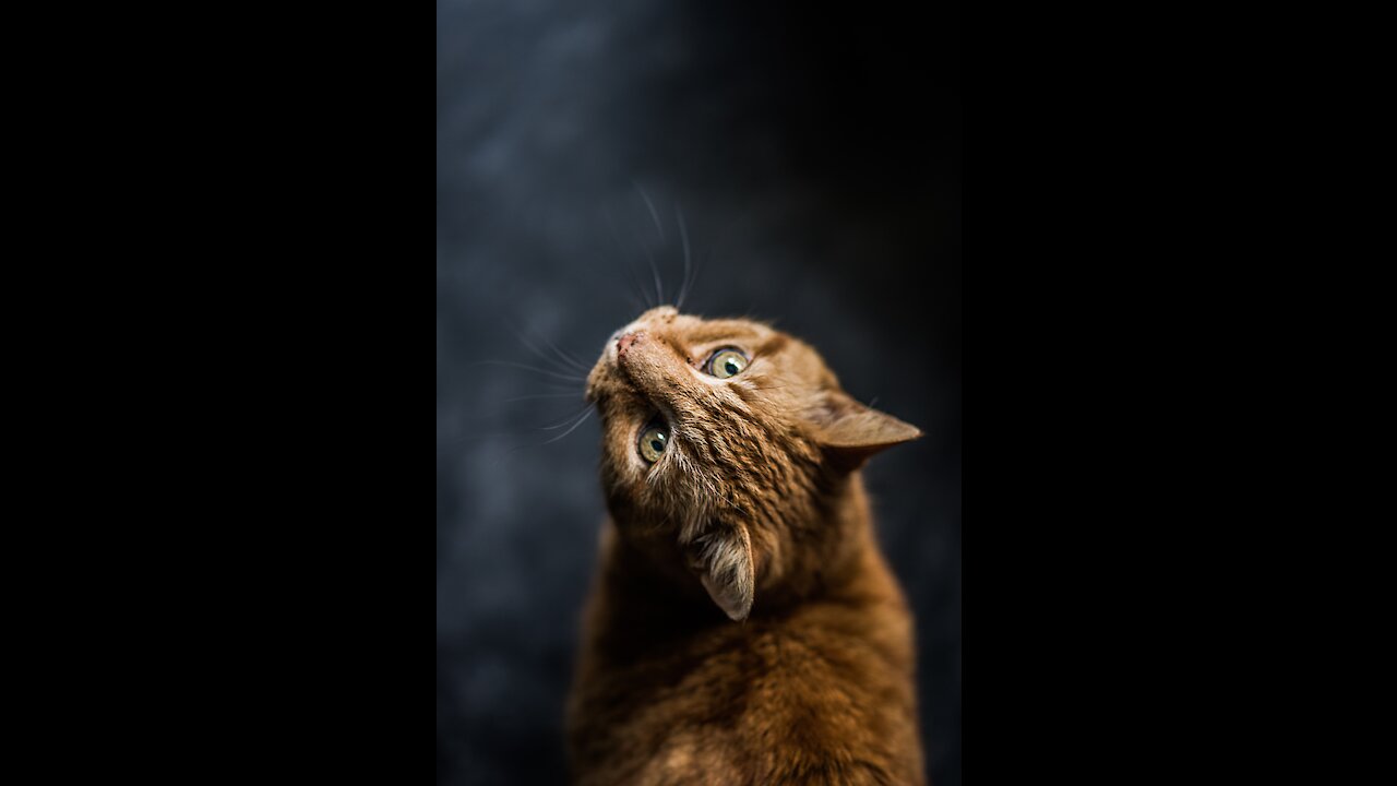 Funny animals compilation #4.