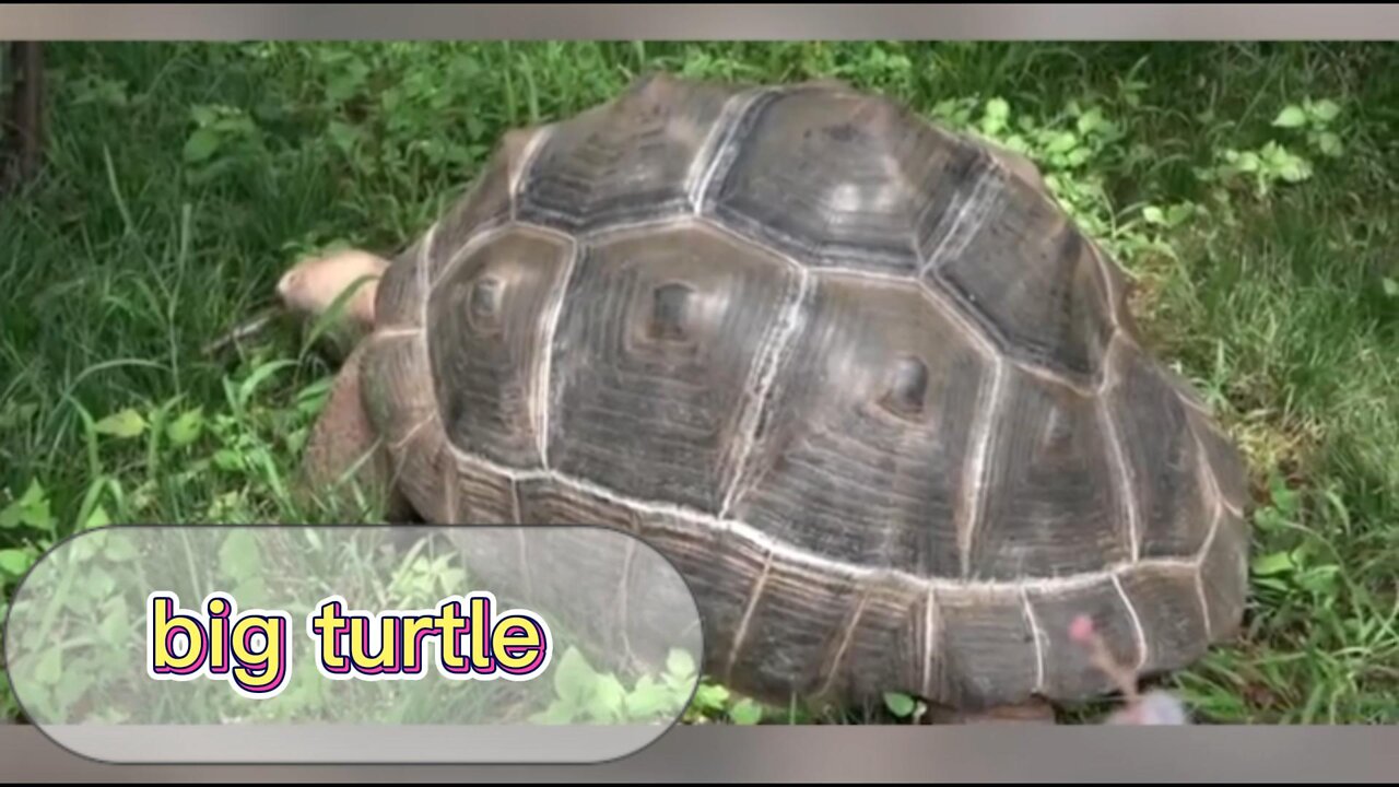 Pet turtle, what a big turtle