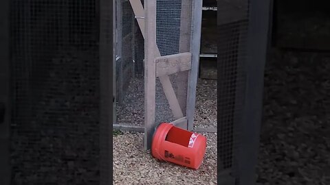 Predator lights demo #farmlife #farm