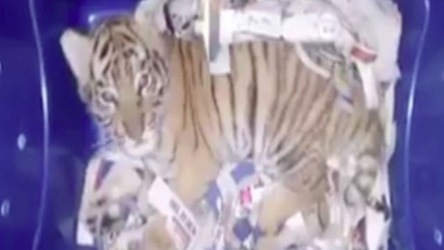 WHOA! Live baby tiger rescued from box at airport - ABC15 Digital