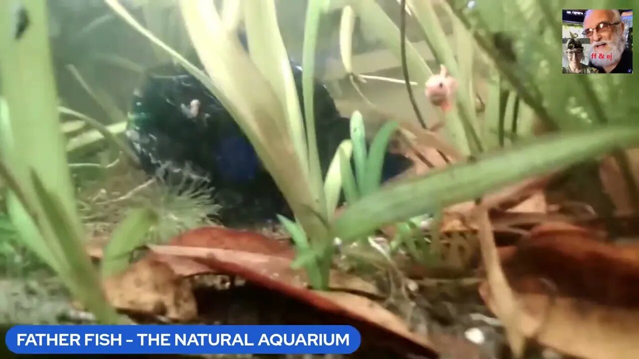 WELCOME TO THE NATURAL AQUARIUM NETWORK