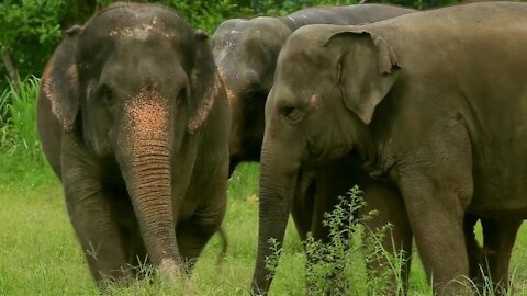 30 seconds of Elephants