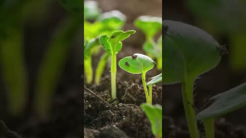 EPIC Seed Timelapse🌱 Beautiful Nature Scenery - #shorts #nature #short