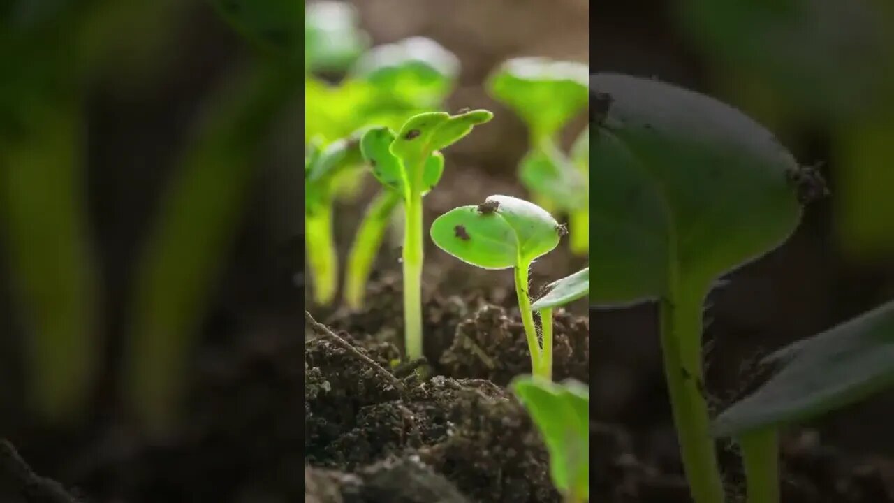 EPIC Seed Timelapse🌱 Beautiful Nature Scenery - #shorts #nature #short