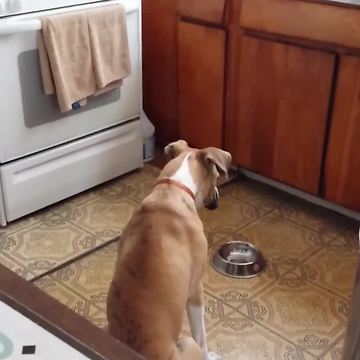 Dog Demands For More Food