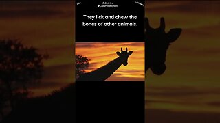 Giraffes suck on animal bones #giraffe #shorts