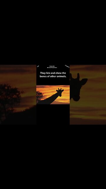 Giraffes suck on animal bones #giraffe #shorts
