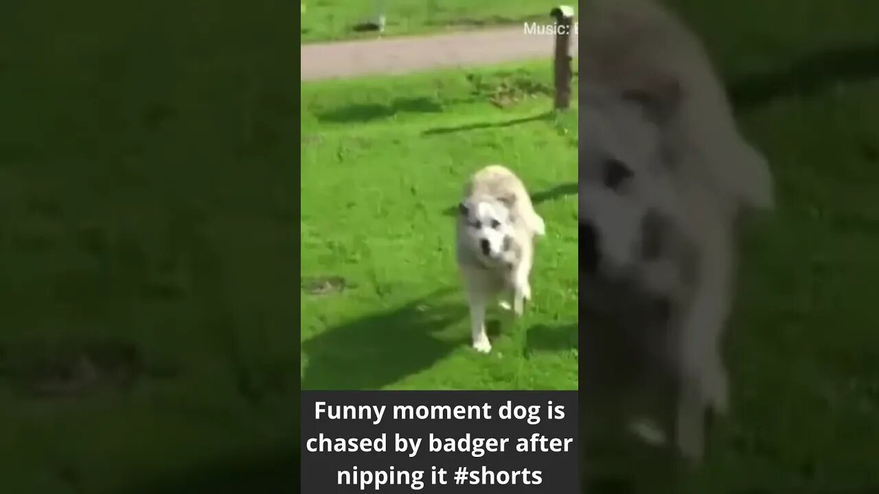 Funny moment dog is chased by badger after nipping it #shorts