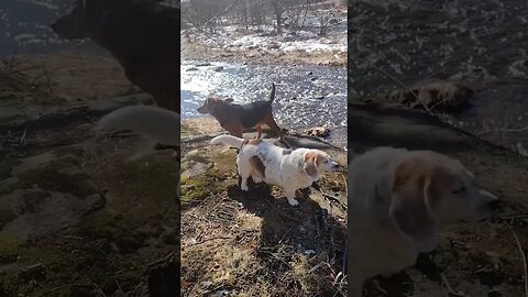 Happy Dogs... ❤️