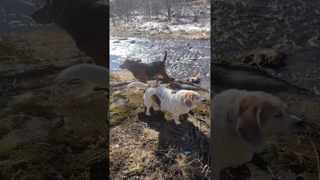 Happy Dogs... ❤️