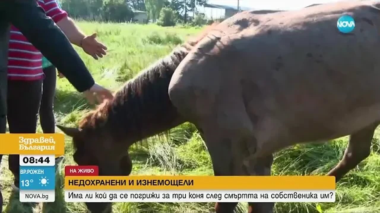 Безпризорни коне обикалят из самоковско село