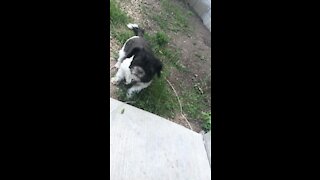 Zoey in slow mo!