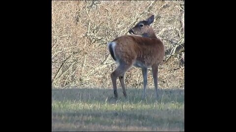 Deer Eating