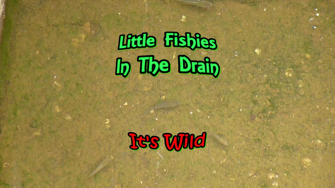 Little Fishies In The Drain