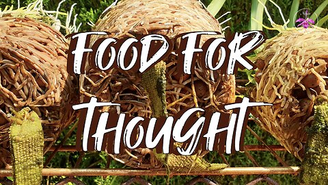 Can TOO MANY Roots Pose a THREAT to Orchids 🤔 Orchids Like SMALL Pots? 🤔 #ninjaorchids