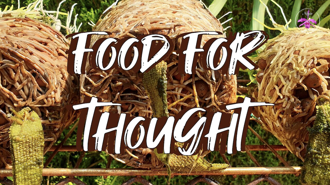 Can TOO MANY Roots Pose a THREAT to Orchids 🤔 Orchids Like SMALL Pots? 🤔 #ninjaorchids