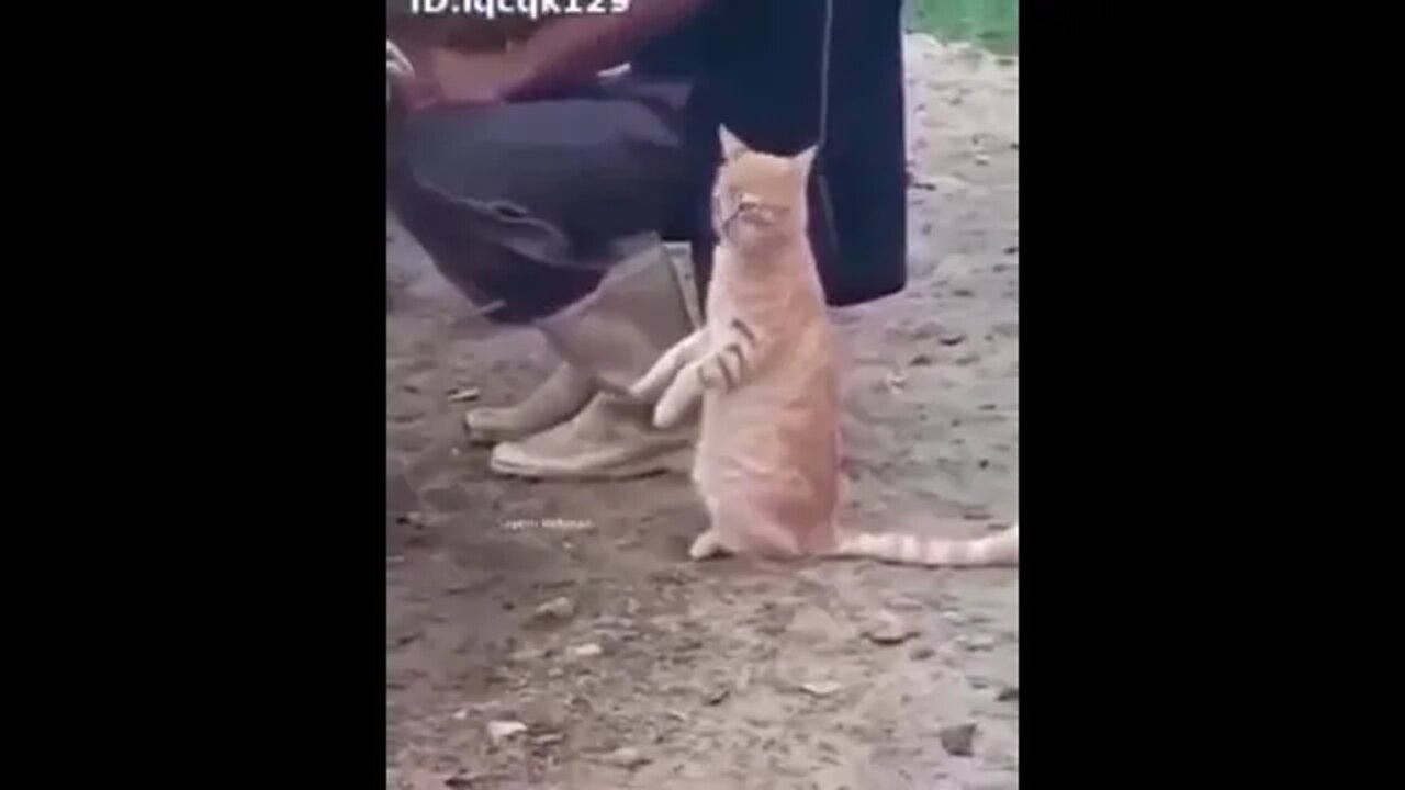 Thirsty Cat