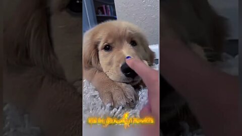 Happy Cute Puppies