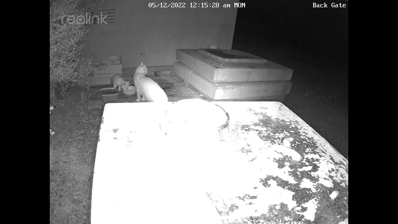 Kitten & mother Ginger