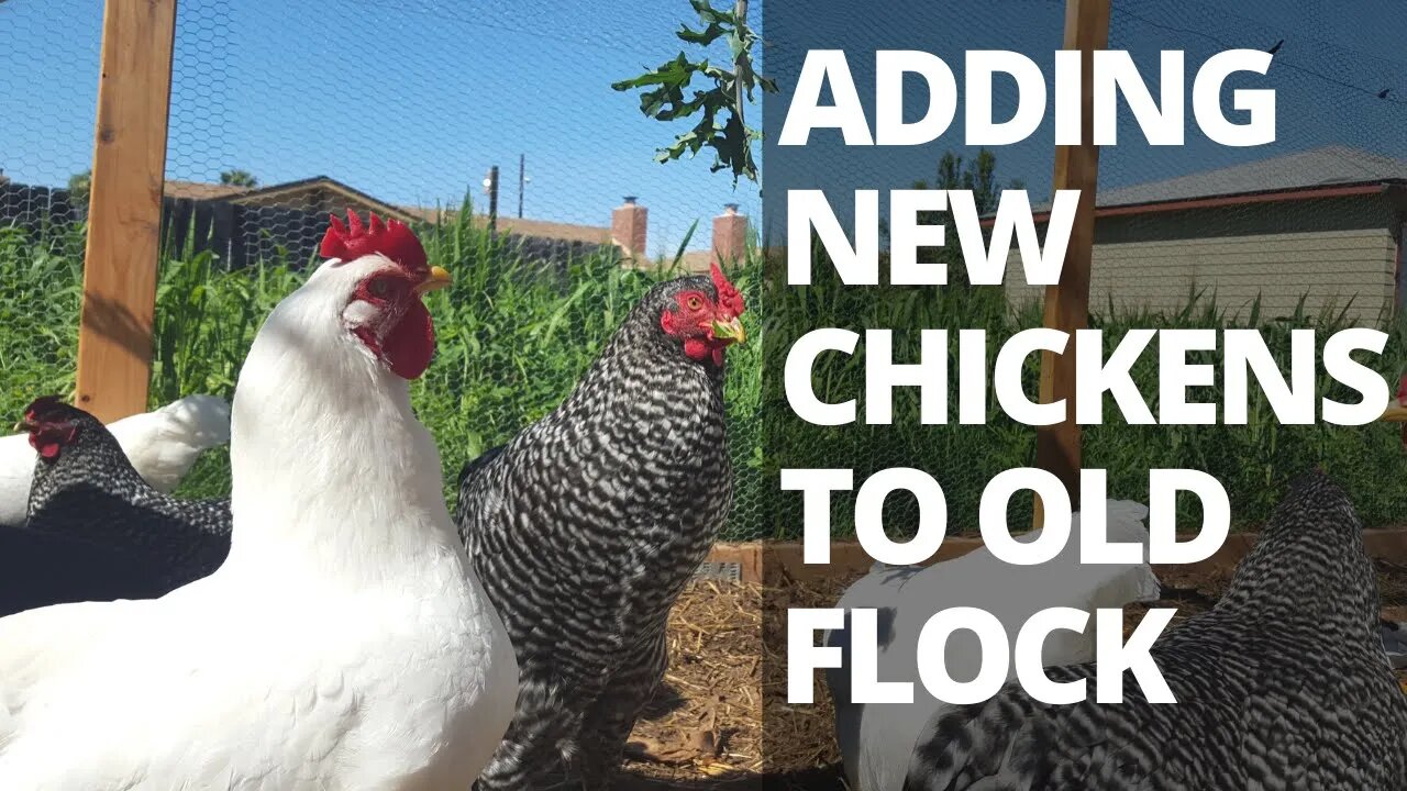 I GOT NEW CHICKENS! Introducing New Chickens to Old Flock