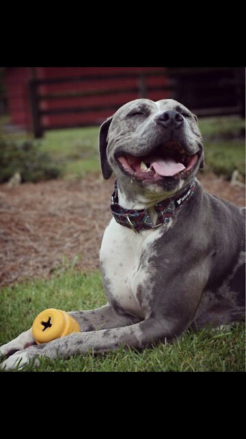 Two friendly dogs playing in the sea HD1080