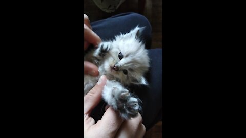 Kitten gets his first movement after birth