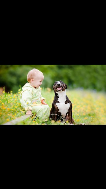 Funny Babies Laughing Hysterically at Dogs Compilation