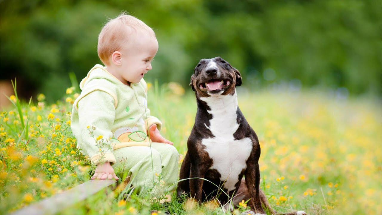 Funny Babies Laughing Hysterically at Dogs Compilation