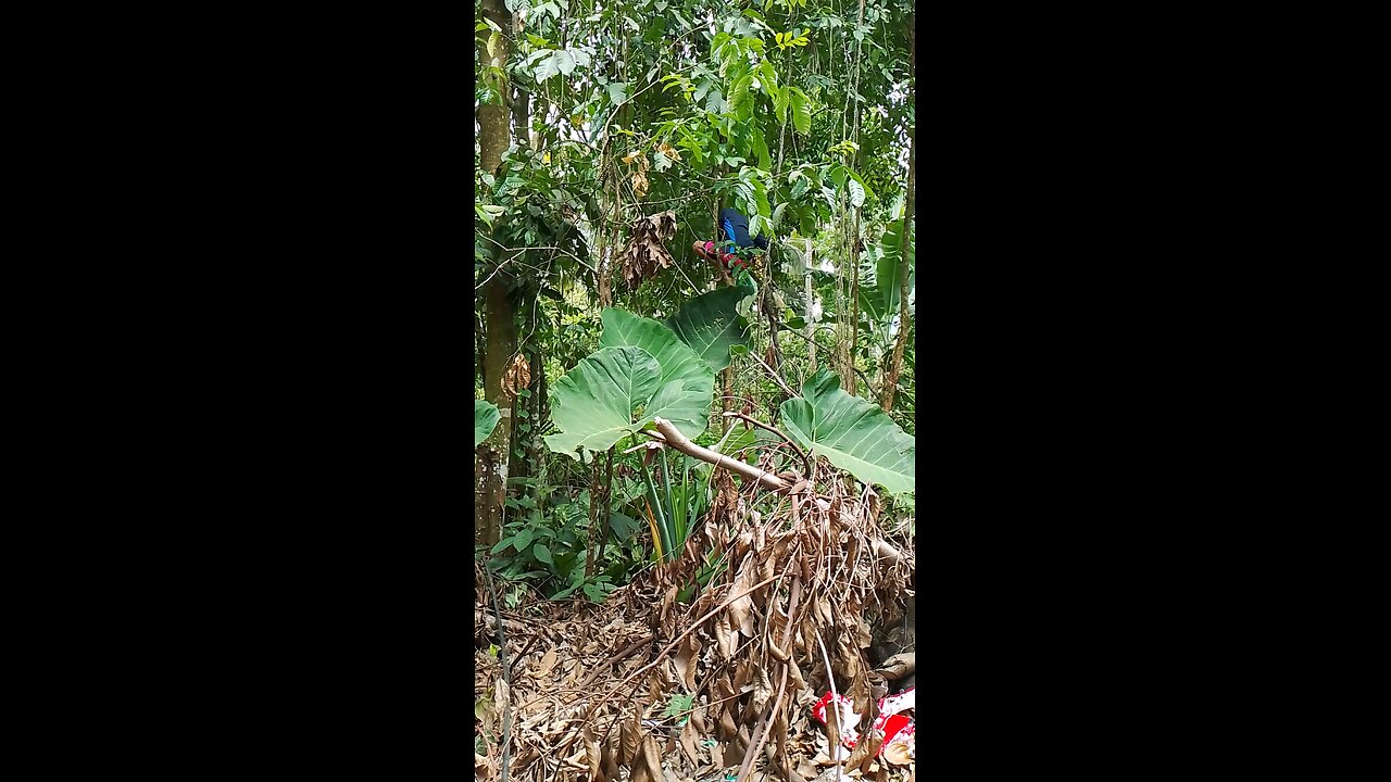 Lanzones Fruit