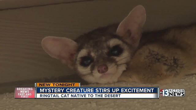 Cute creature mystery brings excitement to Henderson neighborhood