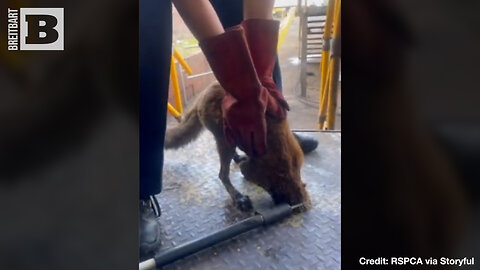 Not So Sly After All! U.K. Crew Helps Fox ESCAPE After Getting Its Head Stuck in Hole