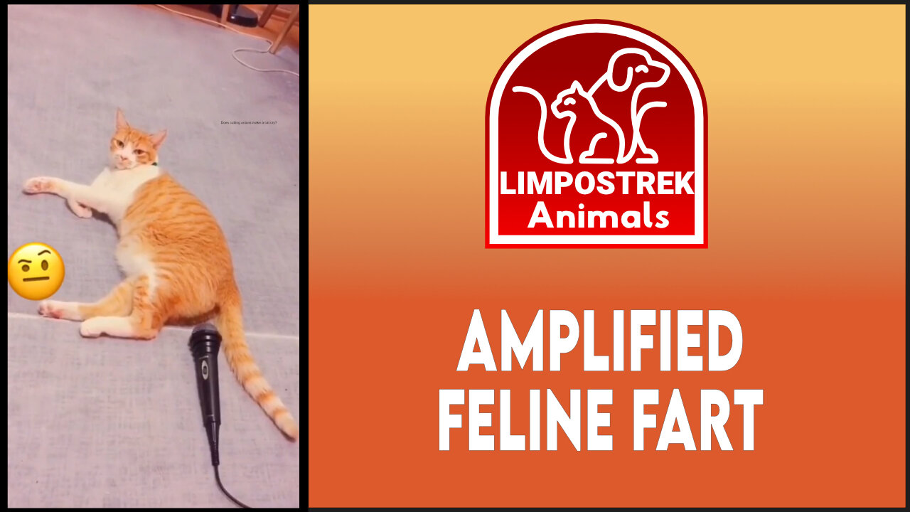 Amplified feline fart