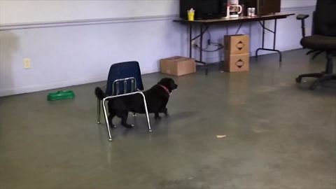 You Won't Believe how this Dog Makes up for His Height