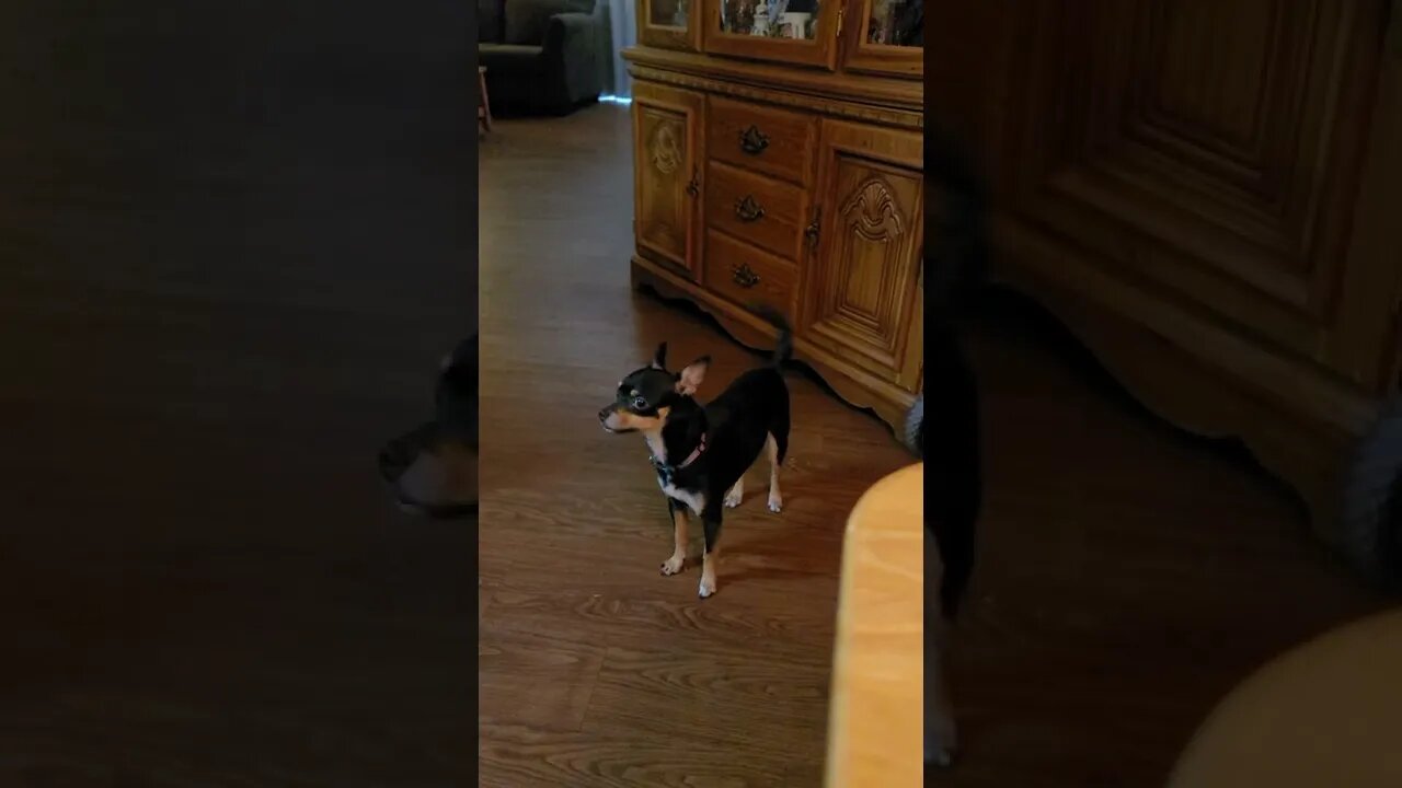 Snickers wants a hamburger but settles for a fry