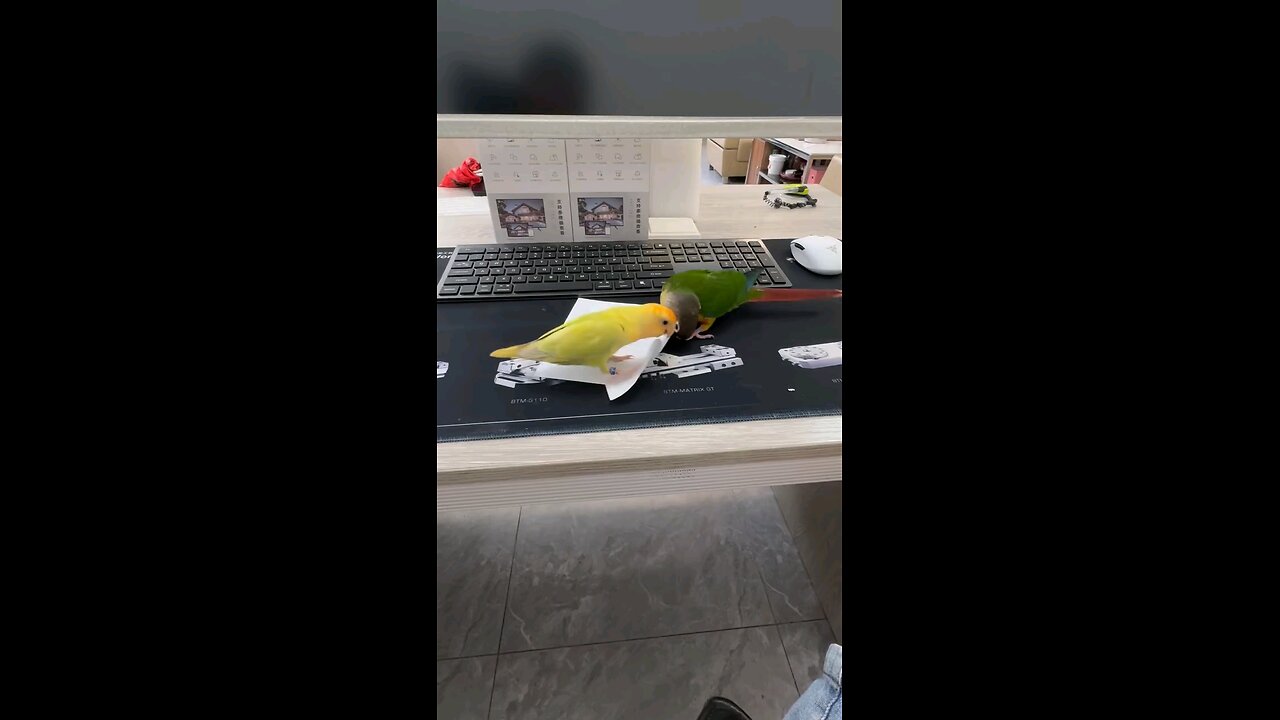 Two parrot playing