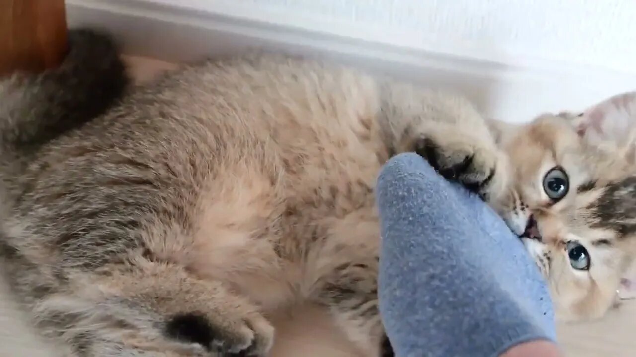Daddy cat and owner has an unfriendly attitude...