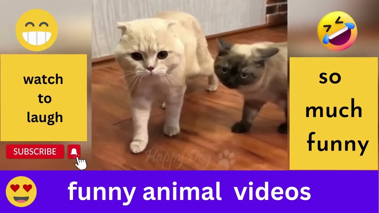 Funny animal videos Funny cats dogs Funny animals