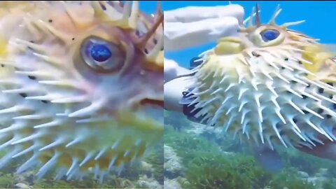 Puffer fish has many spines like a strange hedgehog