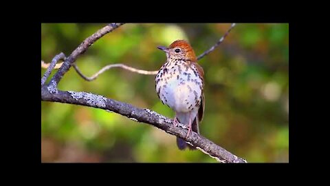 beauty of the Wood Thrush's song