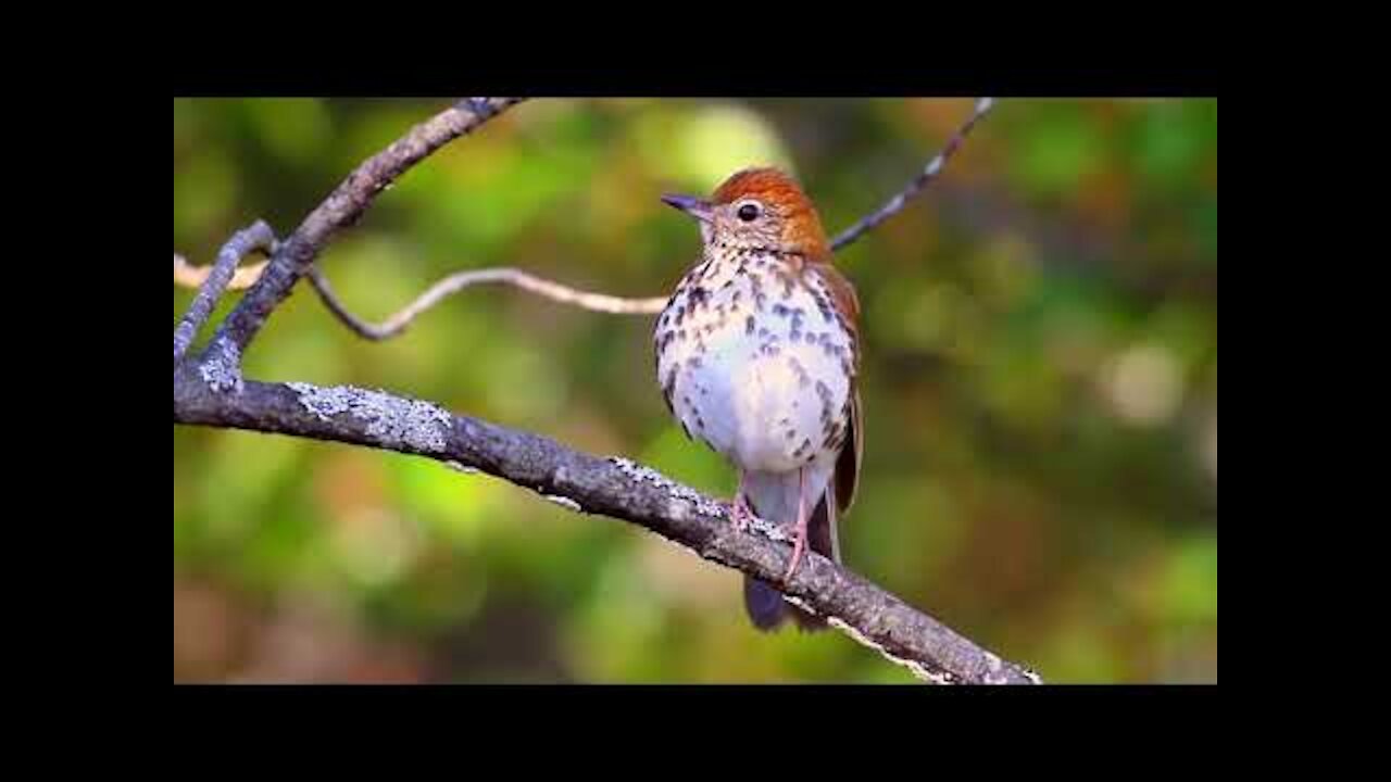 beauty of the Wood Thrush's song