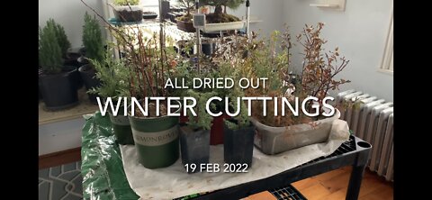 Winter Cuttings All Dried Up?