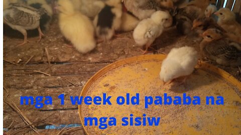 silip tayo sa alagang pato at manok