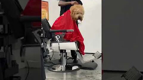 Funny and Cute DOG Videos Compilation
