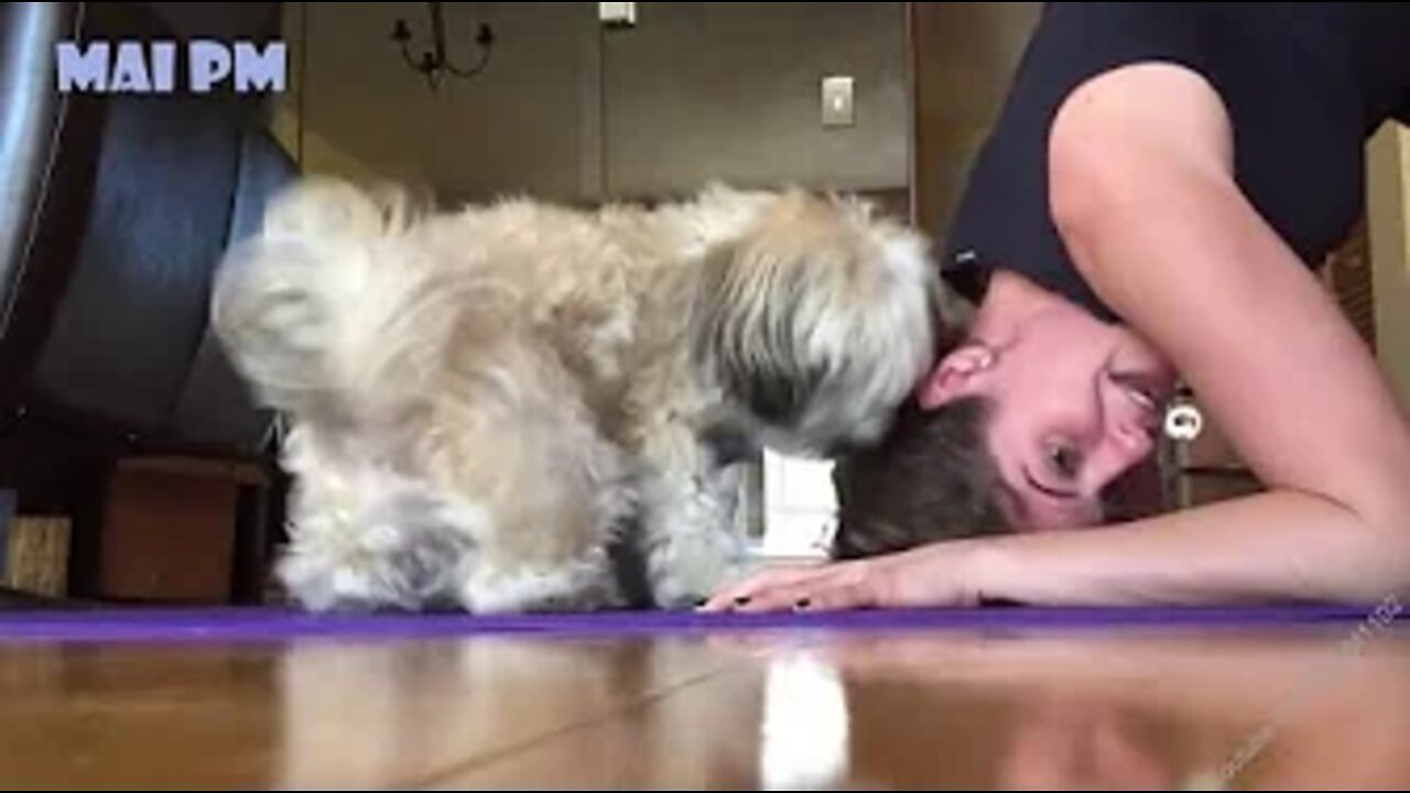 Best Animals 🔴 2 Minutes of Funny Cats and Dogs Videos 2022! #66